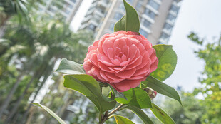 娇艳山茶花绽放于城市间