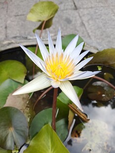 睡莲