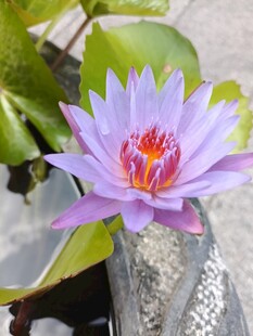 美丽紫色睡莲