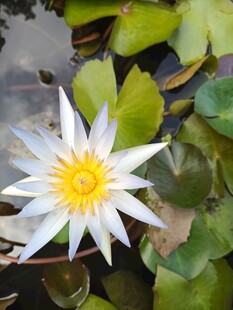 睡莲