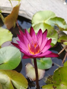 娇艳睡莲绽放于绿叶间