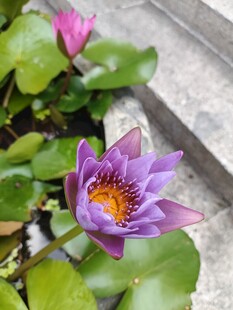 绽放的美丽紫色睡莲