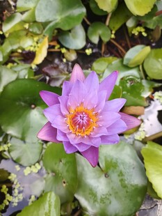 美丽紫睡莲绽放于绿叶间