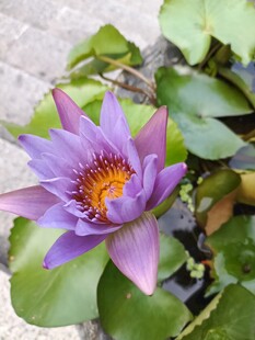 紫色睡莲
