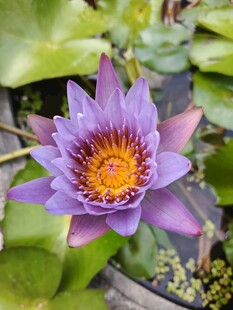 紫色睡莲绽放于绿叶间