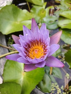 紫色睡莲绽放