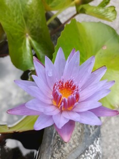 美丽紫睡莲绽放