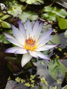 美丽白紫色睡莲绽放