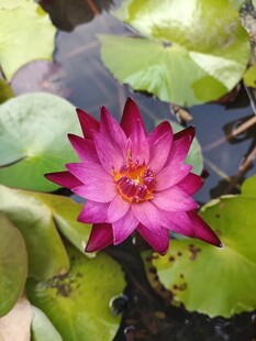 娇艳睡莲绽放于绿叶间