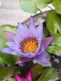 美丽绽放的紫色睡莲