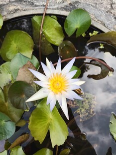 水中绽放的美丽白色睡莲