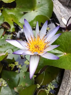 美丽睡莲绽放于绿叶间