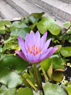 绽放的紫色睡莲