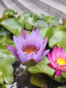 两朵娇艳睡莲绽放