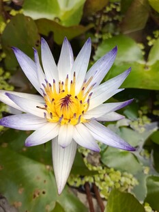 美丽蓝紫色睡莲