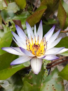 美丽白睡莲绽放