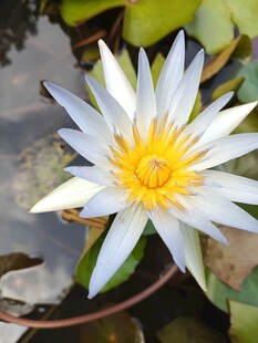 白色睡莲绽放于水面