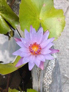 美丽紫色睡莲