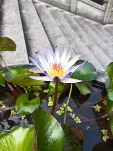 水中绽放的美丽睡莲