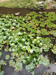 池塘中的繁茂睡莲景观