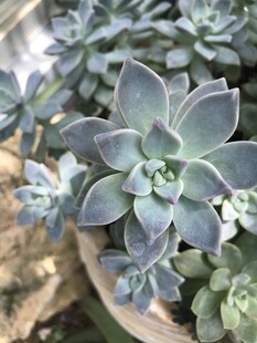 多肉植物