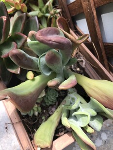 多彩多肉植物