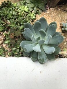 蓝绿色多肉植物
