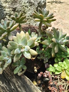 多肉植物