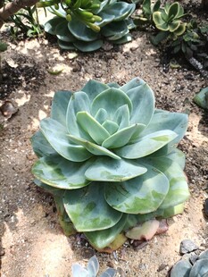 单株蓝绿色多肉植物