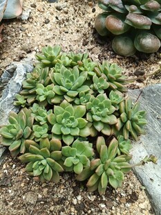 群生多肉植物
