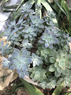 蓝绿色多肉植物