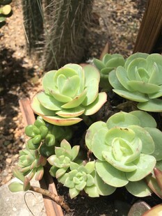 可爱多肉植物