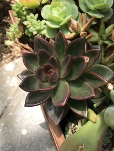 深紫多肉植物