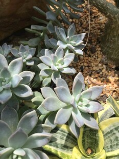 清新多肉植物