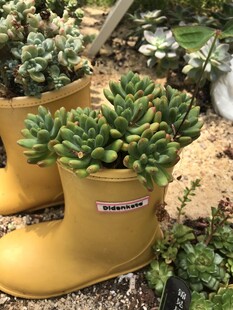 绿植新景观