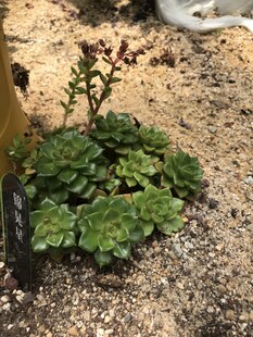 绿色植物
