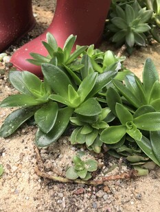 翠绿植物