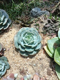蓝绿色多肉植物