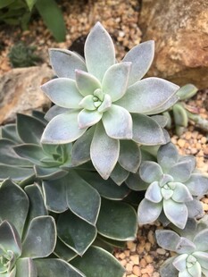 清新多肉植物