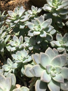 群生多肉植物