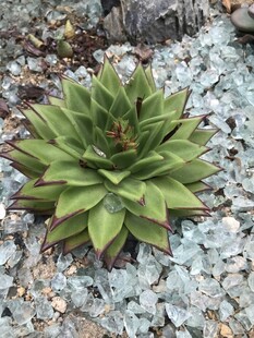 翠绿多肉植物