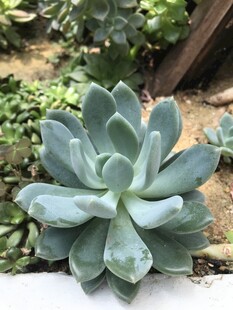 多肉植物