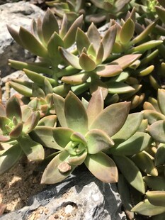 多肉植物