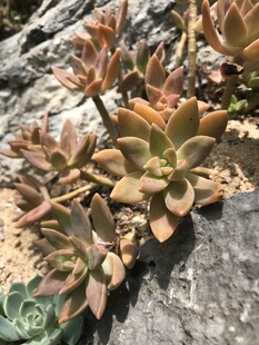 多肉植物