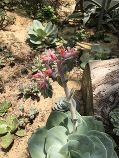 多肉植物