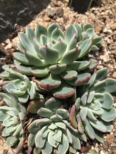 群生多肉植物