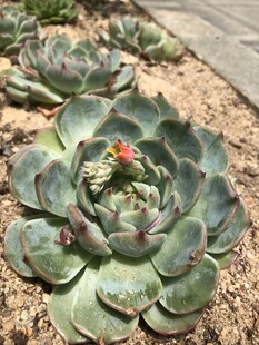 多肉植物