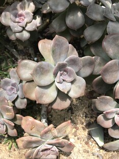 多肉植物