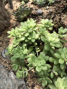 翠绿多肉植物