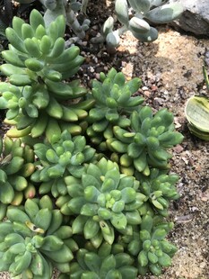 多肉植物